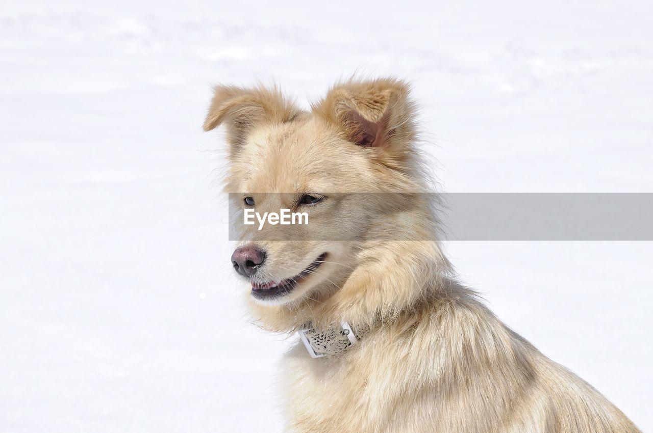 CLOSE-UP OF DOG LOOKING AWAY ON SNOW