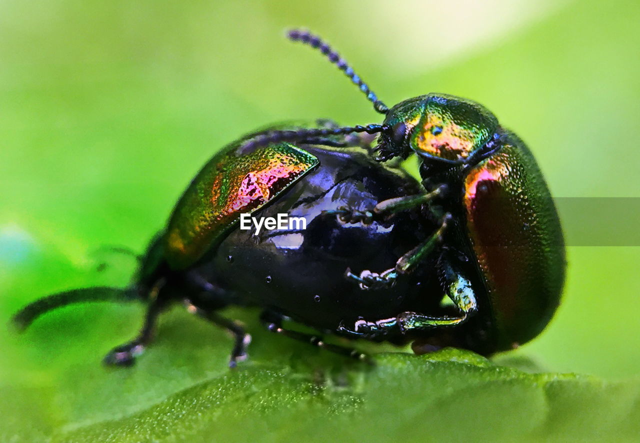 Close-up of bugs on leaf