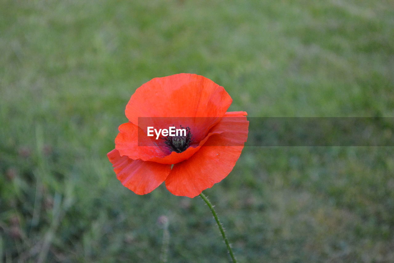 CLOSE-UP OF RED POPPY FLOWER GROWING ON FIELD