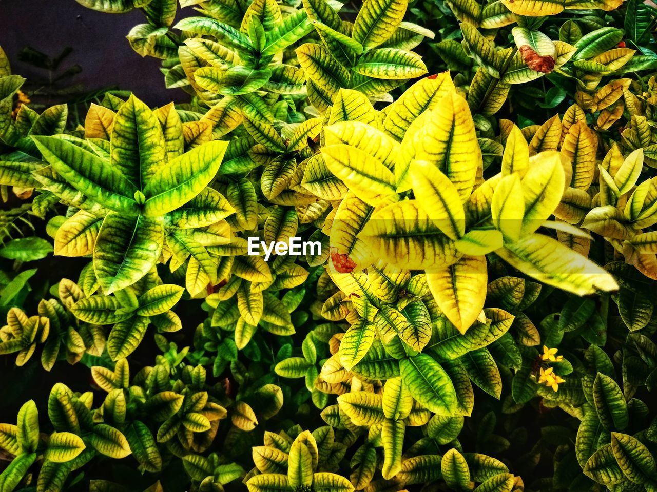 High angle view of yellow flowering plant