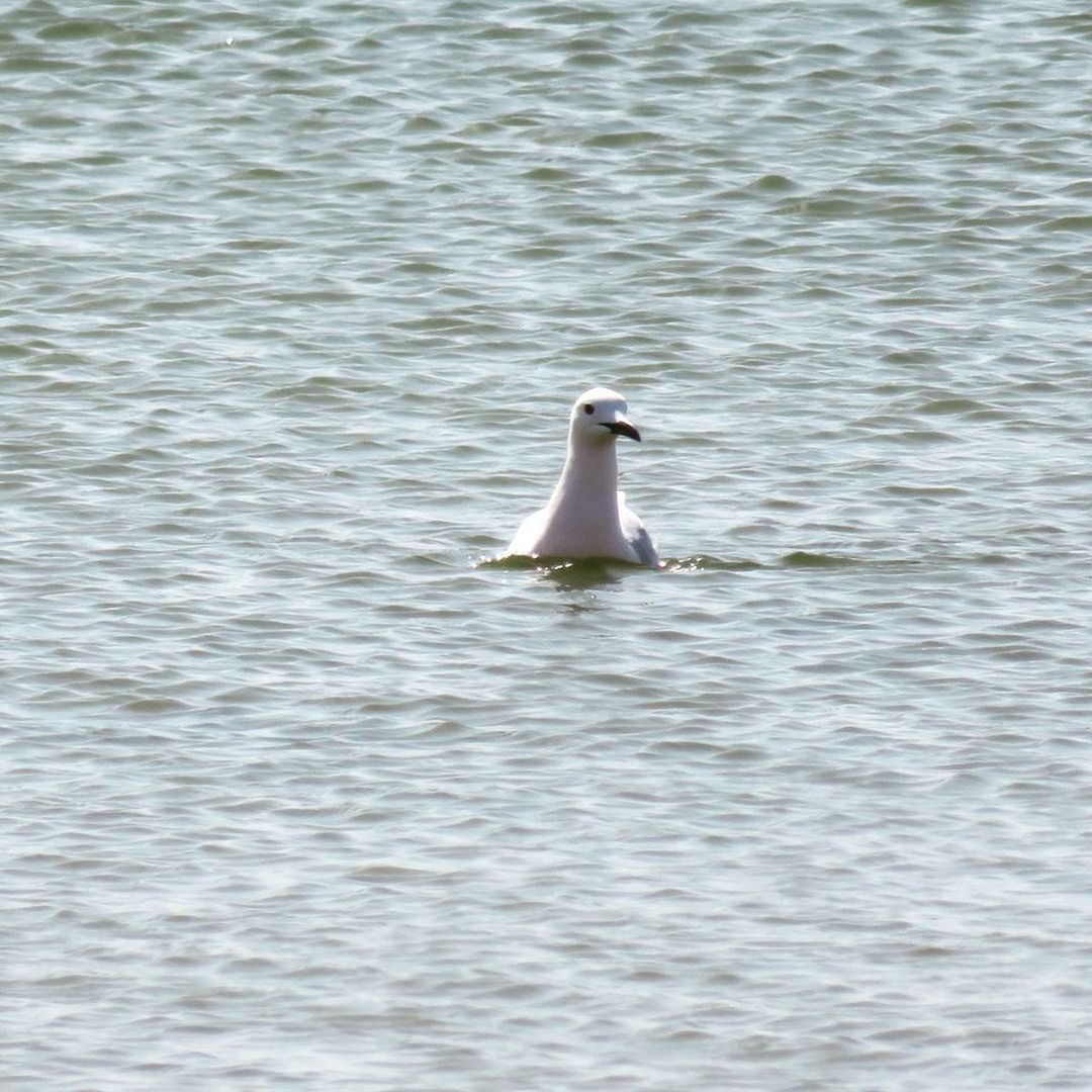 BIRDS ON LAKE