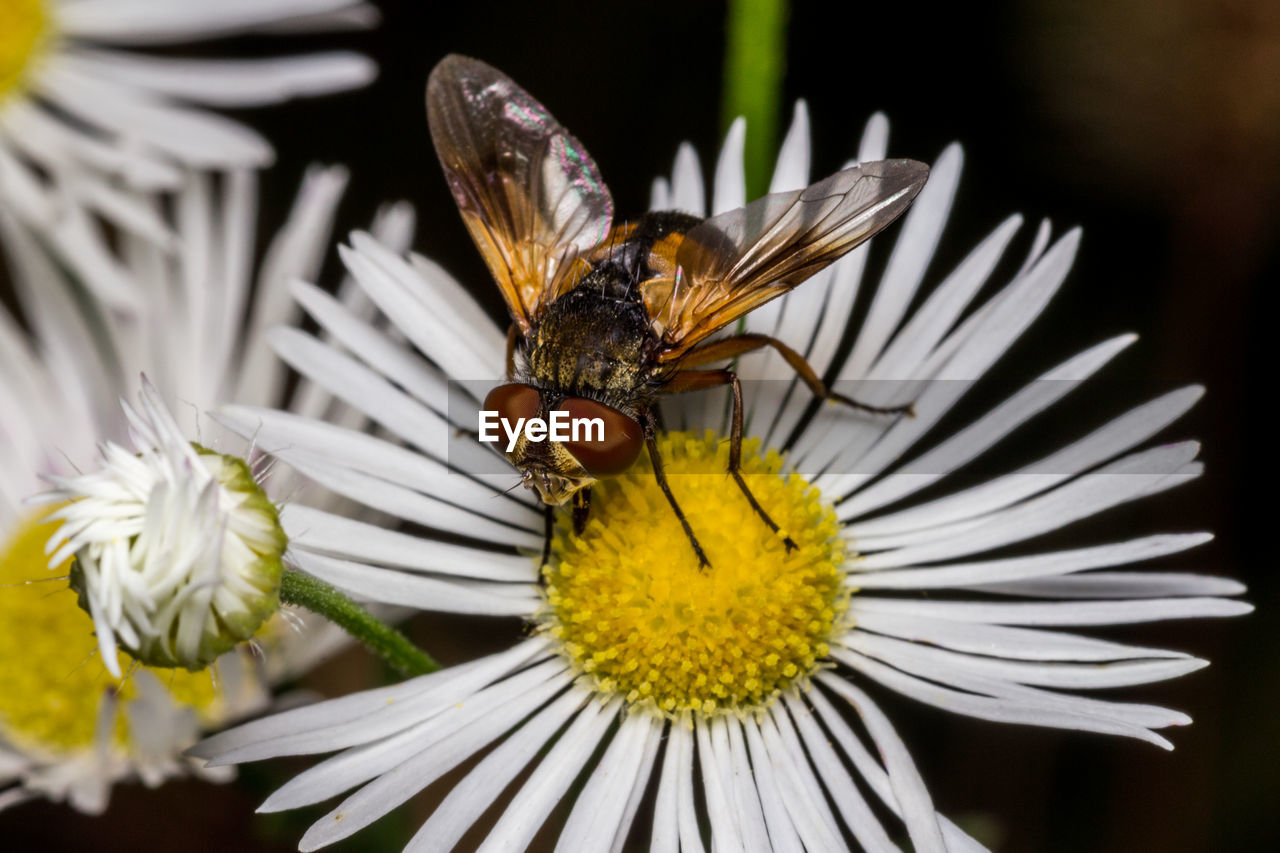 CLOSE-UP OF BEE ON FLOWER