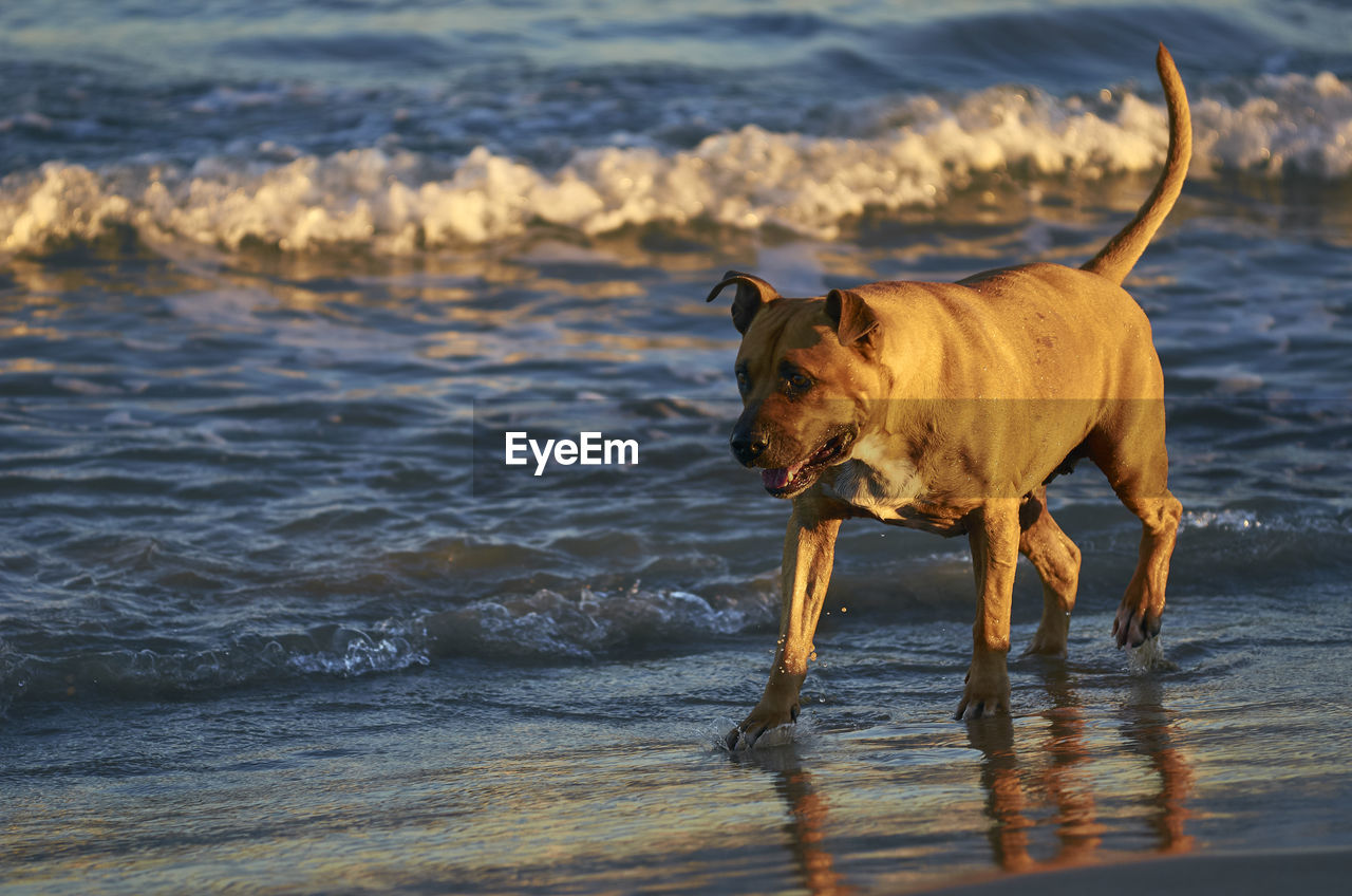 DOG STANDING IN THE SEA