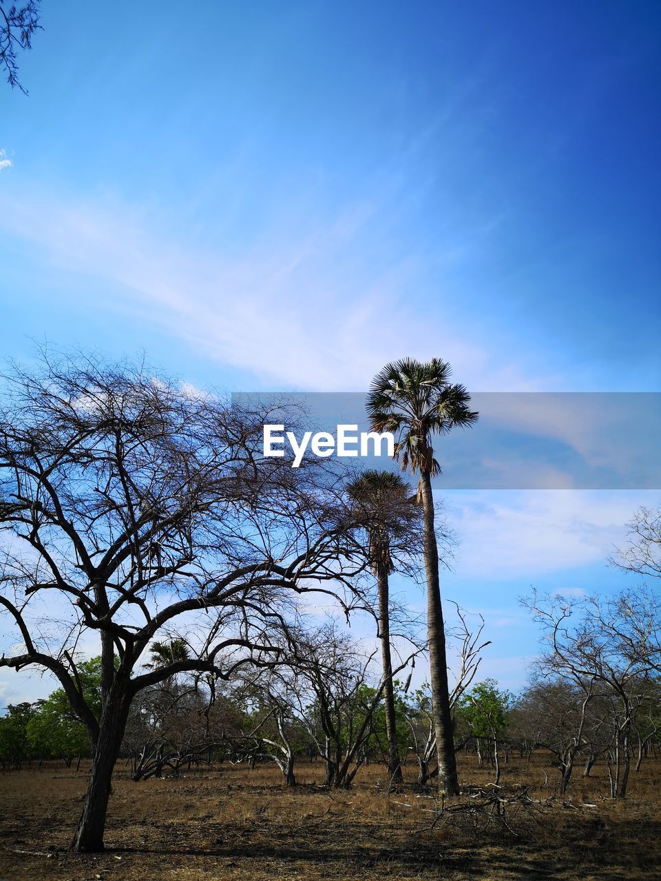 TREES GROWING ON FIELD AGAINST SKY