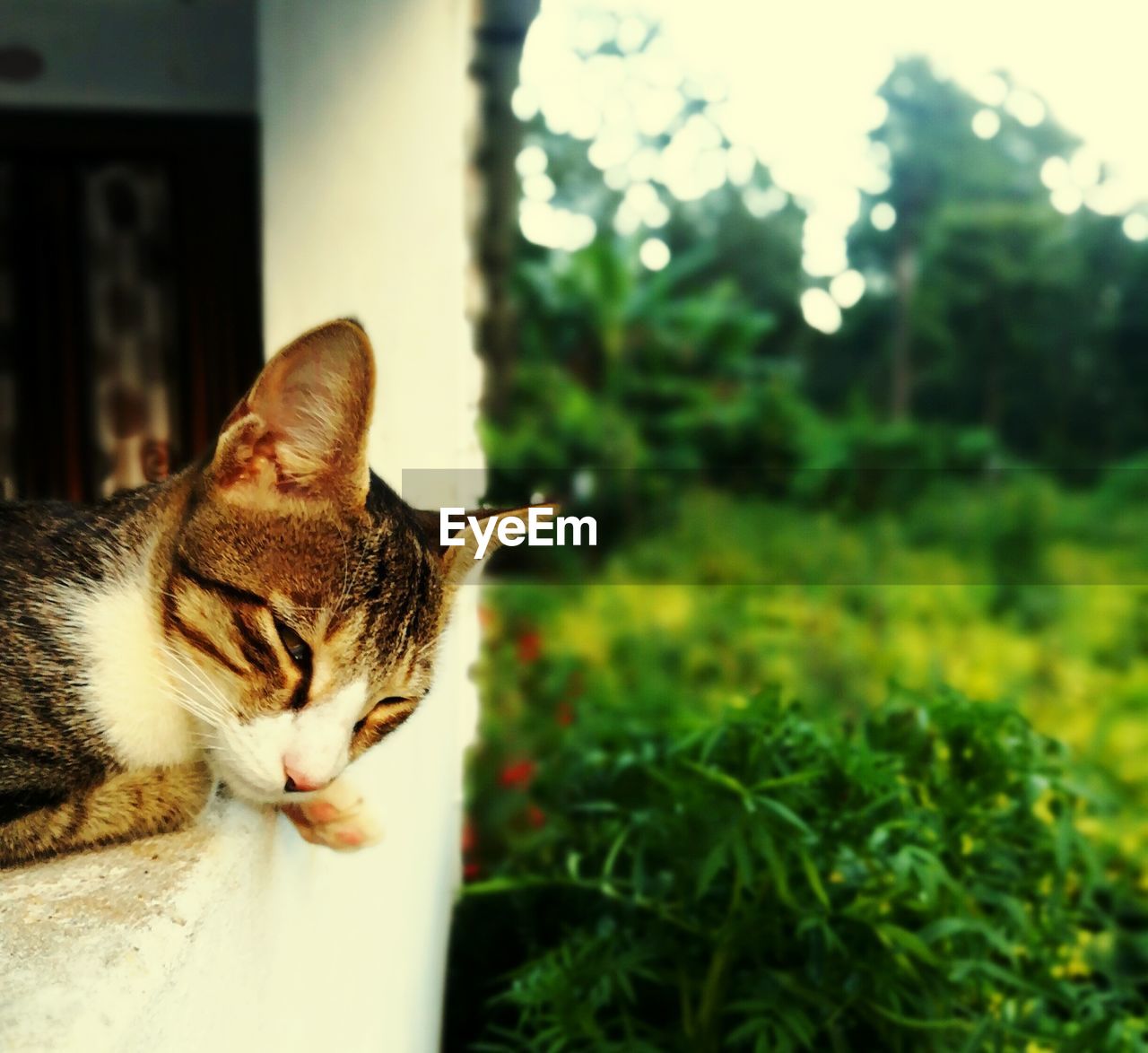 Portrait of cat sitting outdoors