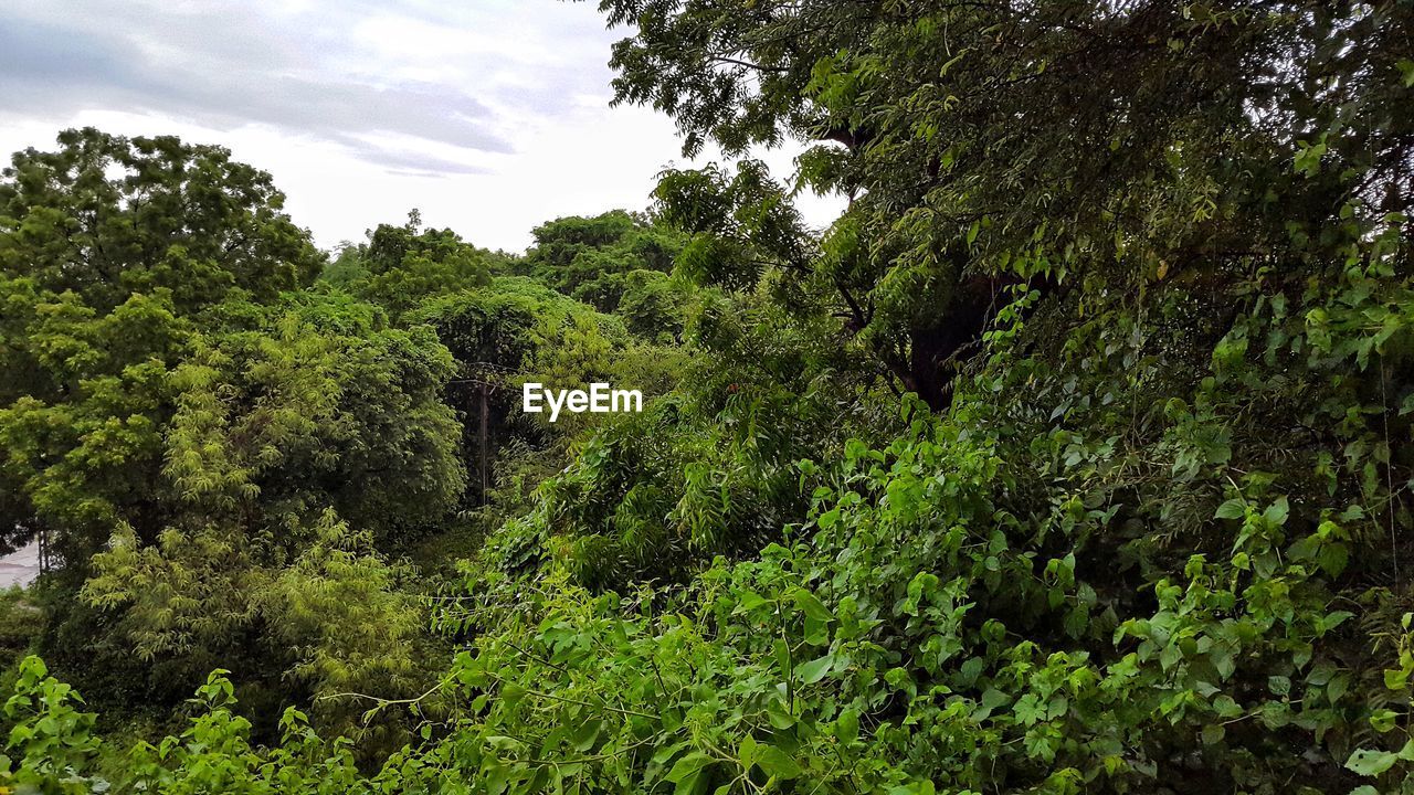 TREES GROWING IN FOREST