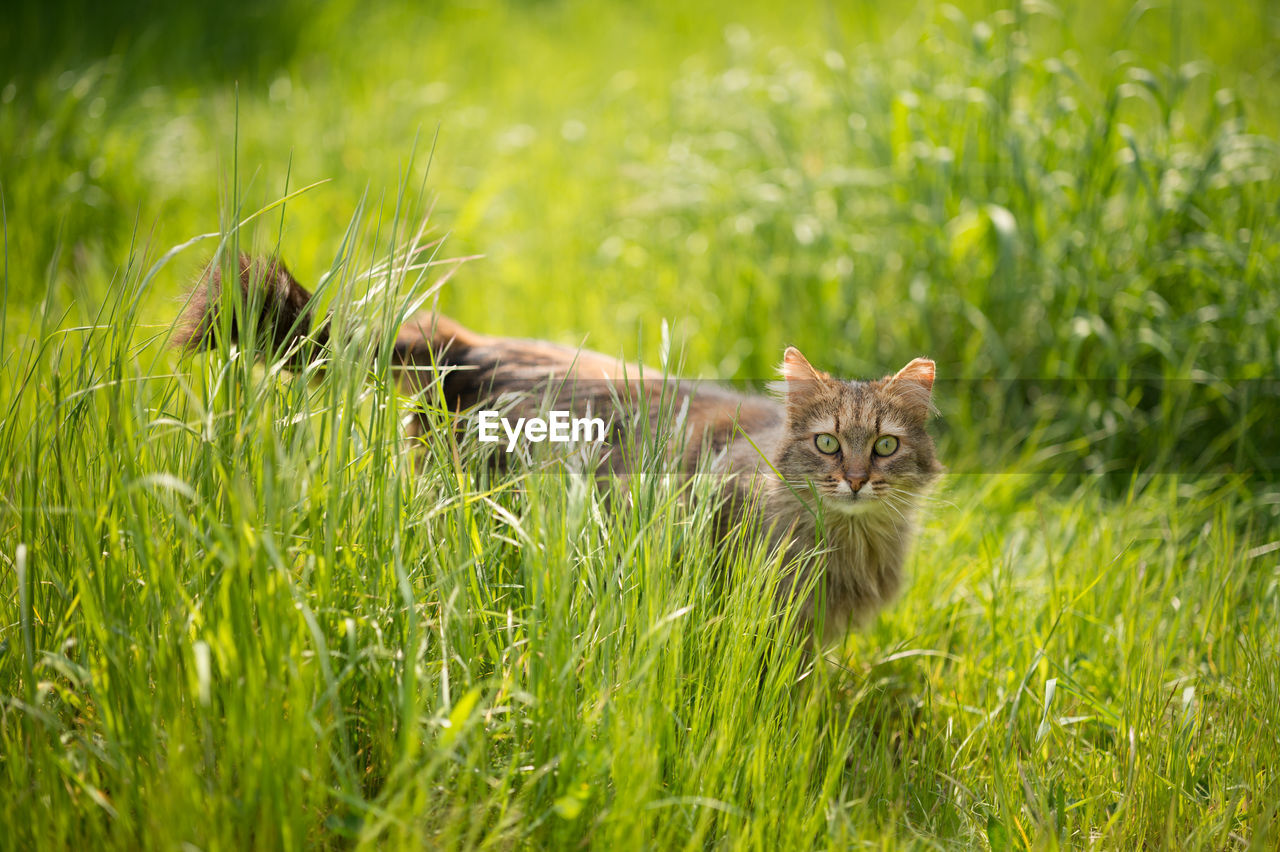 Portrait of cat on grassy field