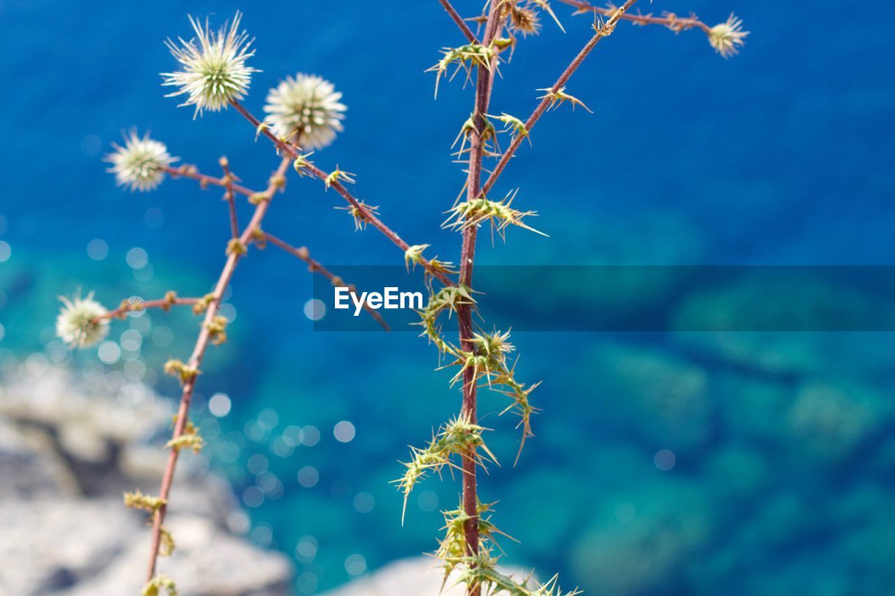 Close-up of flowering plant against blue sky