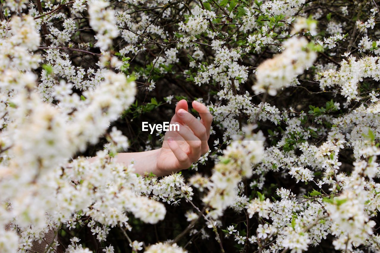 Close-up of hand holding flower