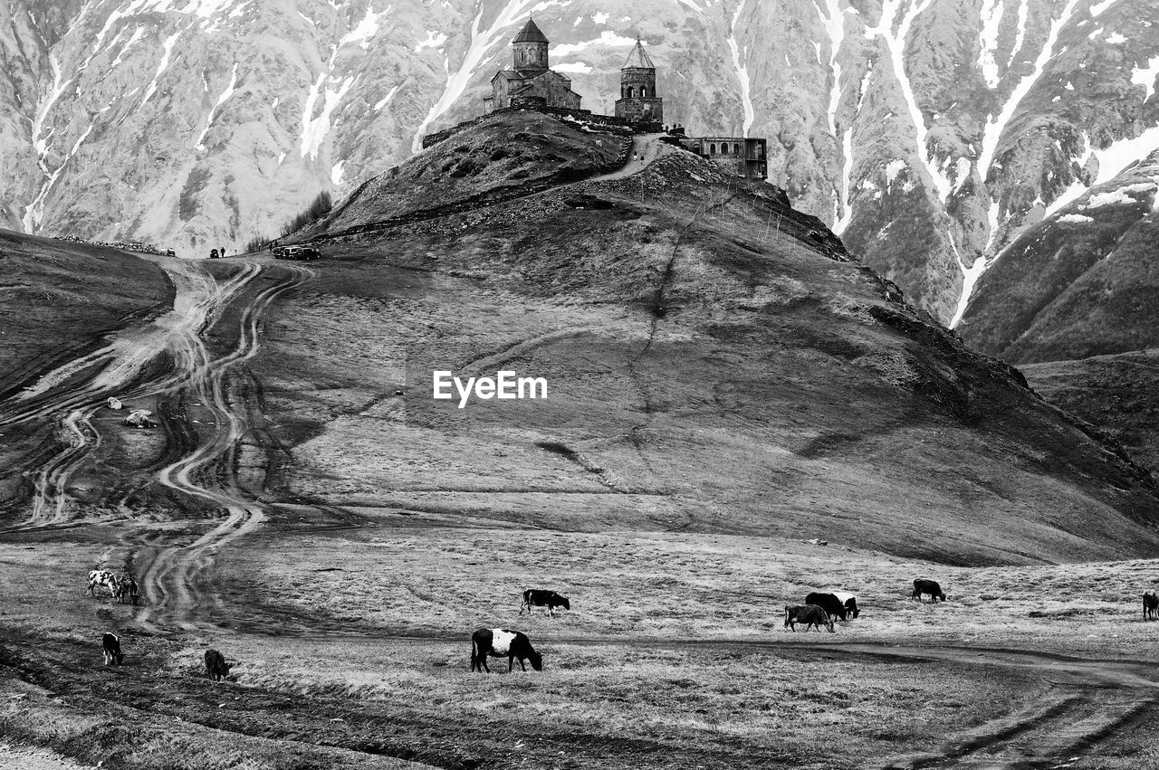 Cows by mountain with church