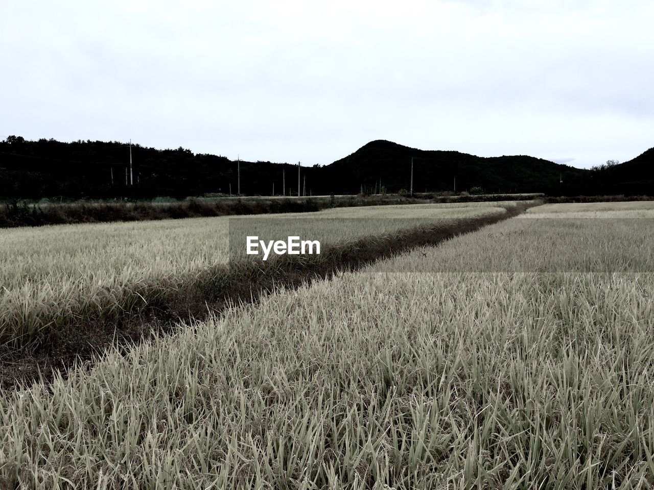 WHEAT GROWING ON FIELD AGAINST SKY