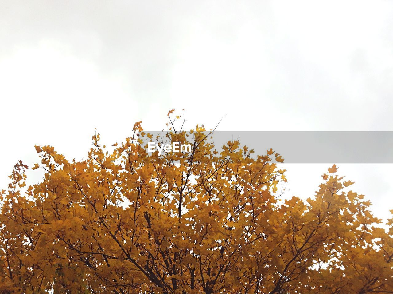 LOW ANGLE VIEW OF FLOWER TREE AGAINST SKY