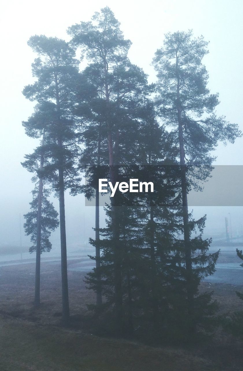 VIEW OF TREES IN FOGGY WEATHER