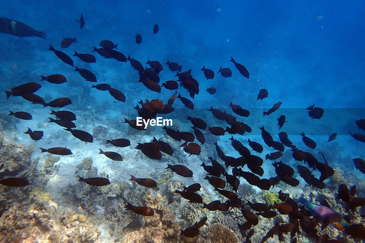 animal, sea, animal themes, underwater, animal wildlife, wildlife, water, undersea, large group of animals, coral reef, sea life, fish, marine biology, marine, reef, coral reef fish, group of animals, nature, aquarium, coral, ocean, school of fish, swimming, no people, beauty in nature, blue, ecosystem, tropical fish, shoal, outdoors, tropical climate