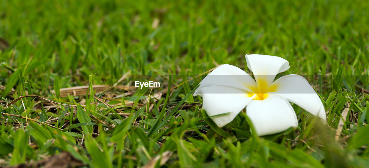 Close-up of white flower blooming in field