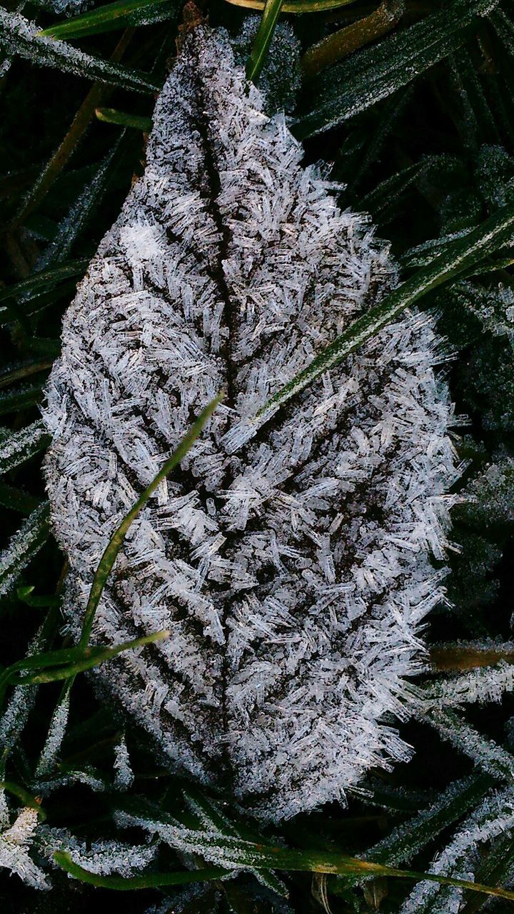 Close-up of frozen leaf