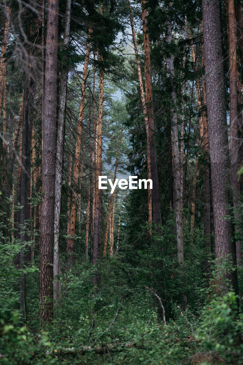 VIEW OF FOREST