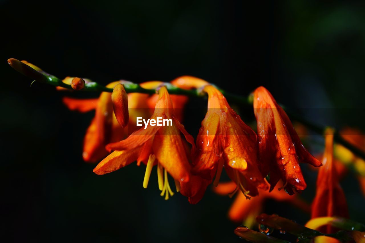 Close-up of orange rose flower