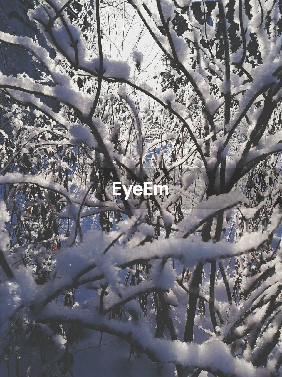 CLOSE-UP OF TREE BRANCHES DURING WINTER