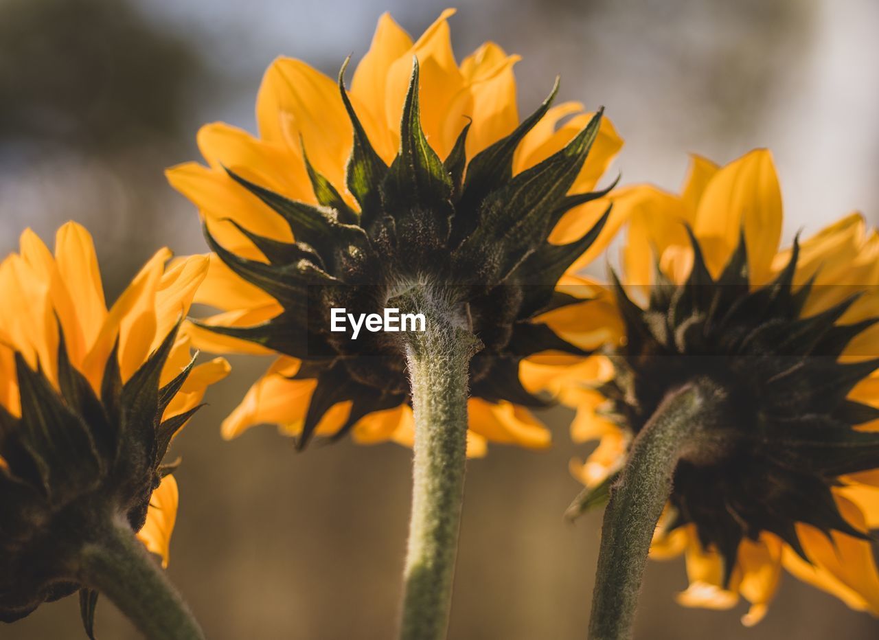 Close-up of sunflowers