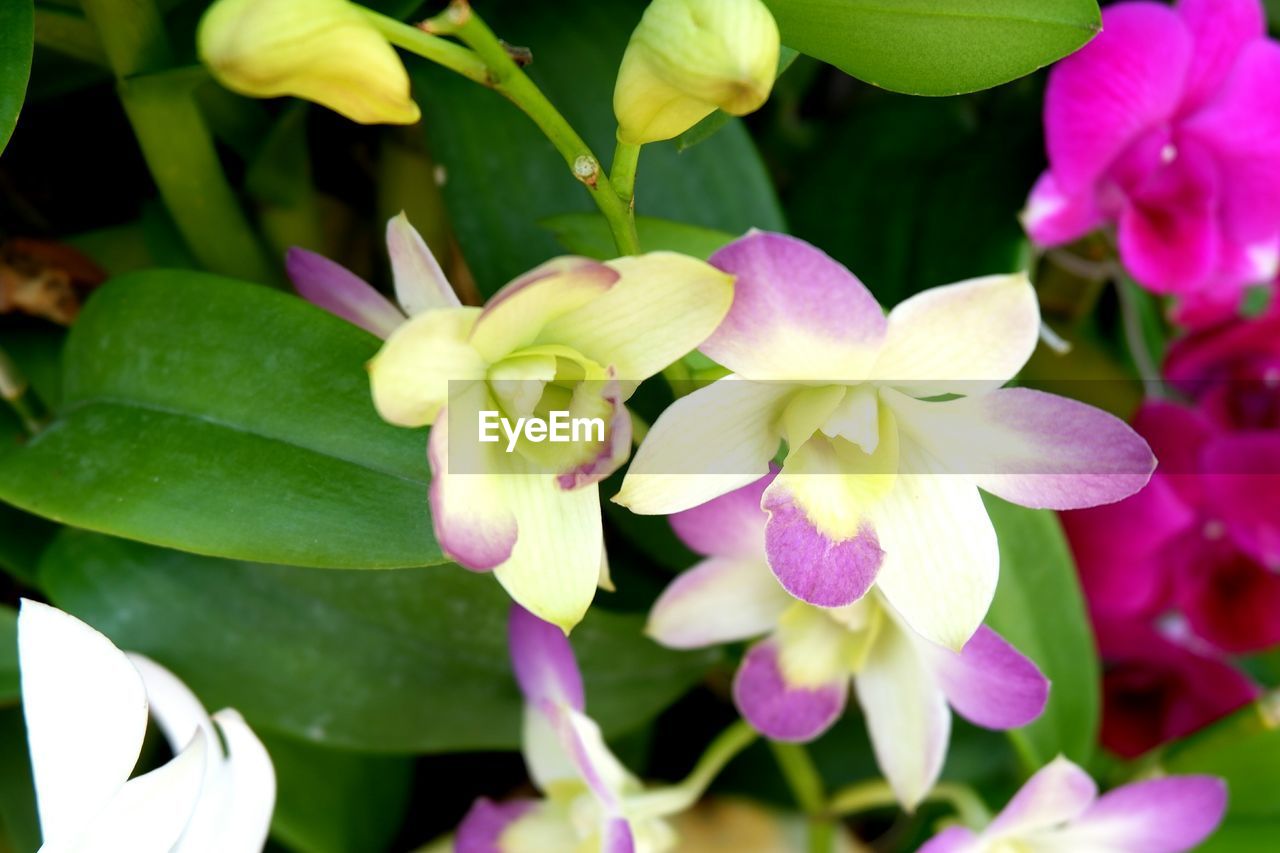 CLOSE-UP OF FLOWERING PLANTS