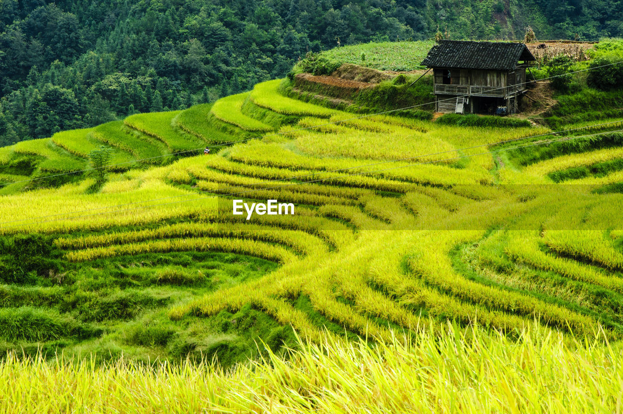 Scenic view of rice paddy field