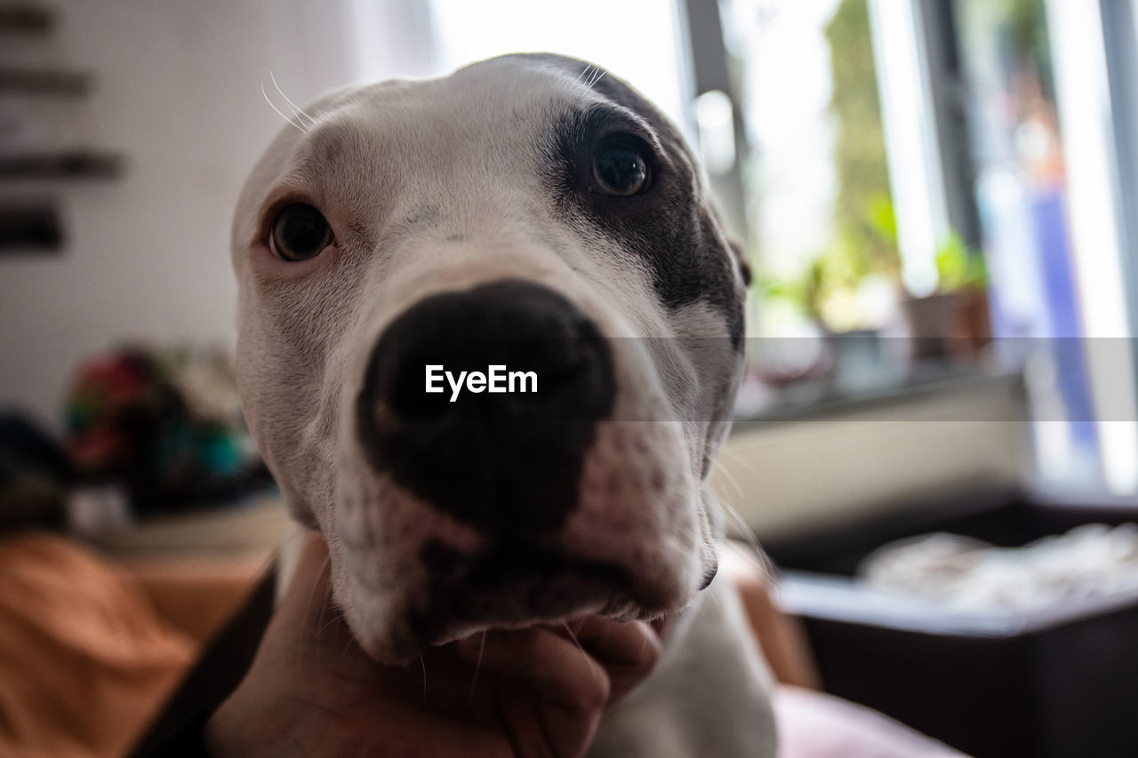 PORTRAIT OF DOG LOOKING AT HOME