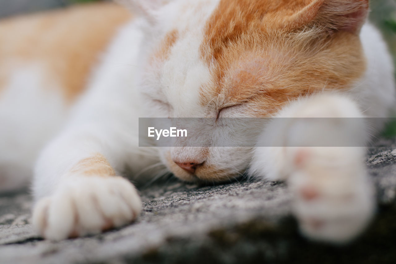 CLOSE-UP OF CAT SLEEPING ON FLOOR