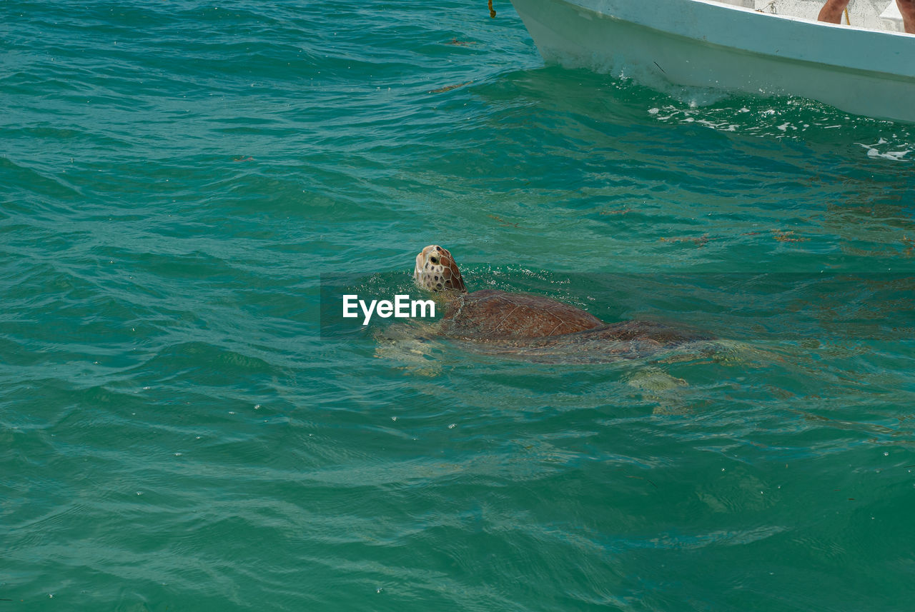 HIGH ANGLE VIEW OF DOG SWIMMING IN WATER