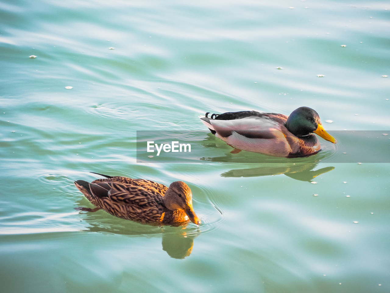 Close-up of duck swimming in lake