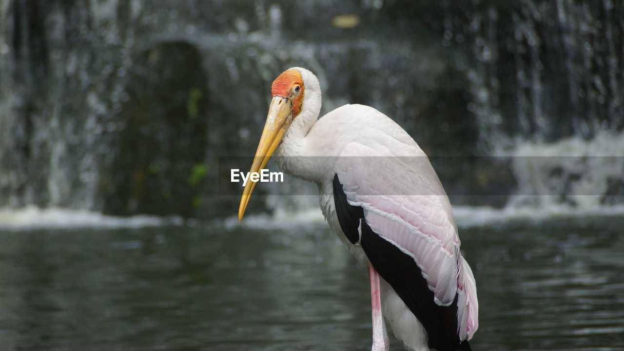 CLOSE-UP OF A DUCK