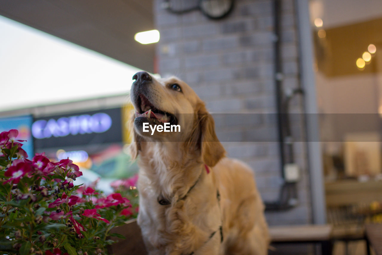 Dog looking away at home