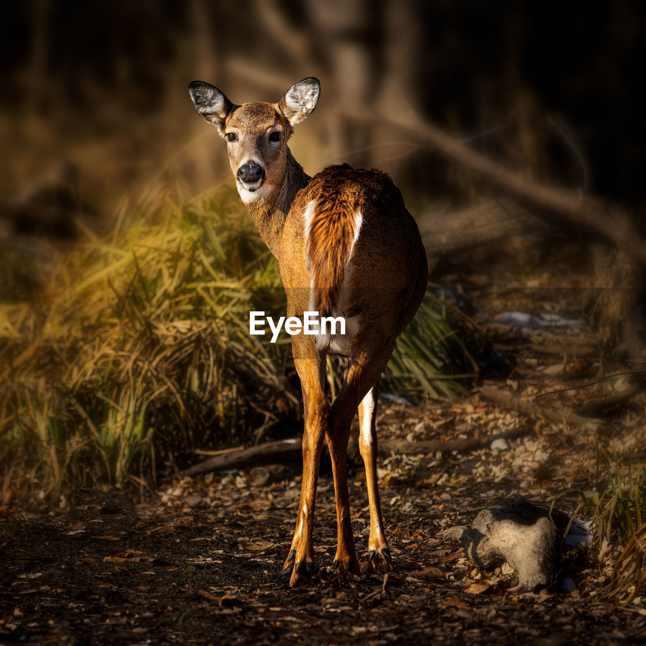 PORTRAIT OF DEER ON LAND