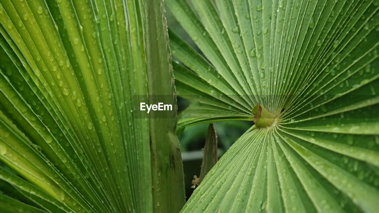 Full frame shot of wet palm leaves