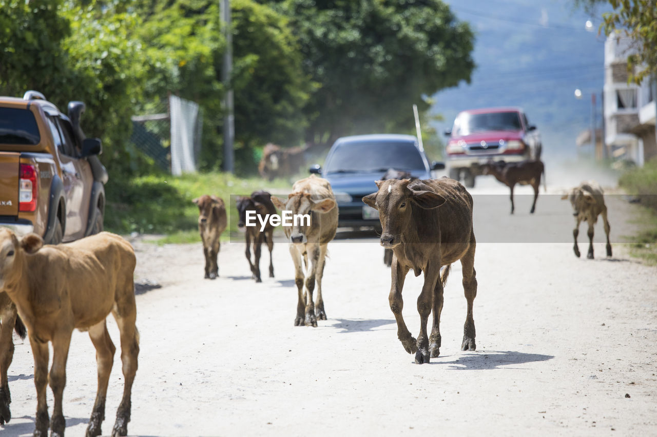 Cattle on road blocking traffic in city.