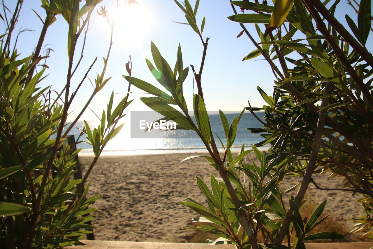 Plants growing on beach against sky