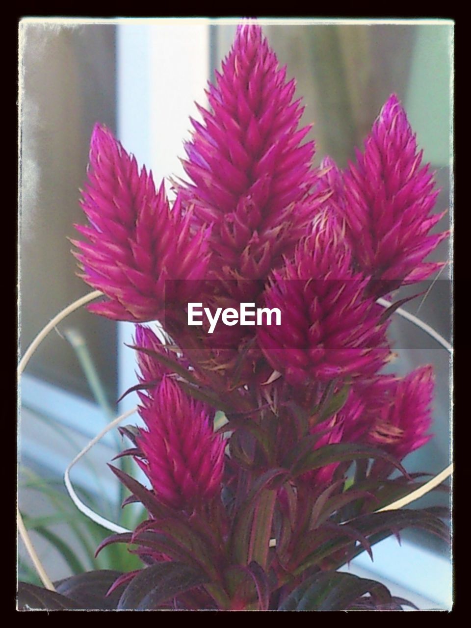 Pink flowers blooming outdoors