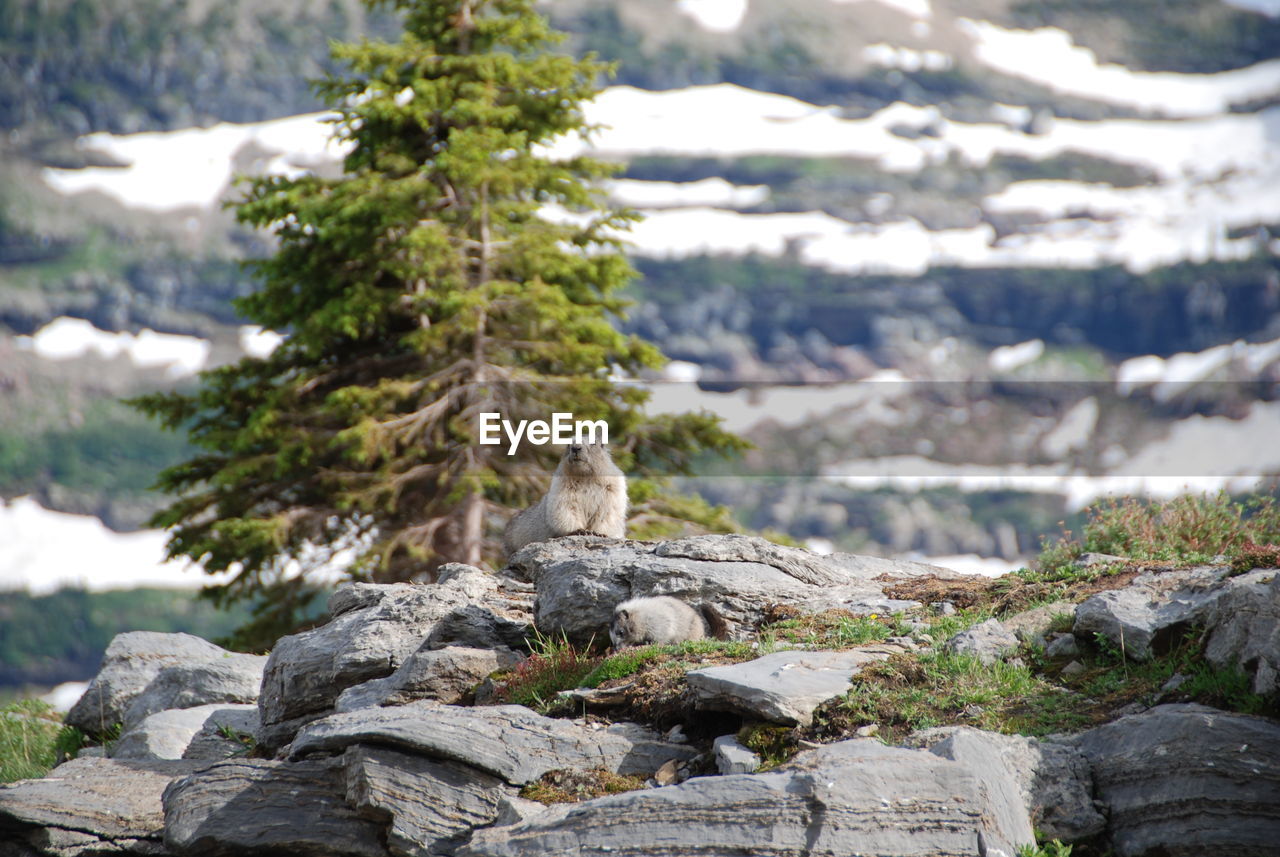 Mammal on rock against trees during winter