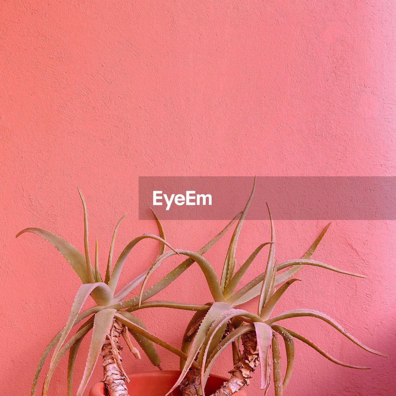 Plants on pink concept. aloe.