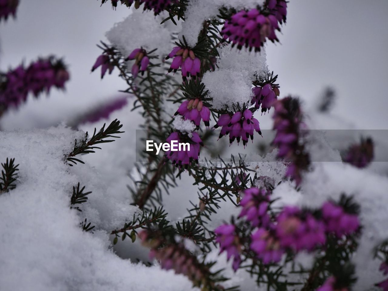 CLOSE-UP OF PURPLE FLOWERS BLOOMING ON SNOW COVERED TREE