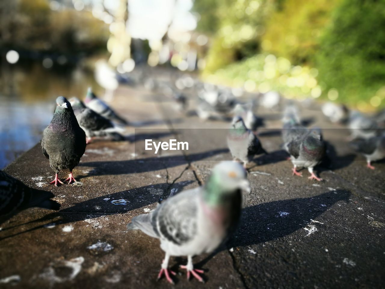 Birds perching on ground