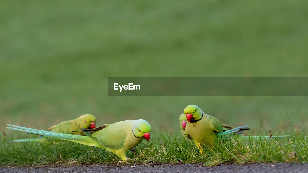 CLOSE-UP OF BIRDS ON GRASS