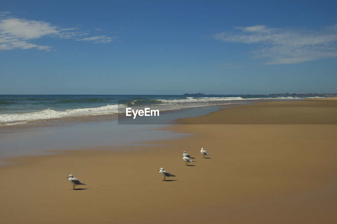 SEAGULLS FLYING OVER SEA