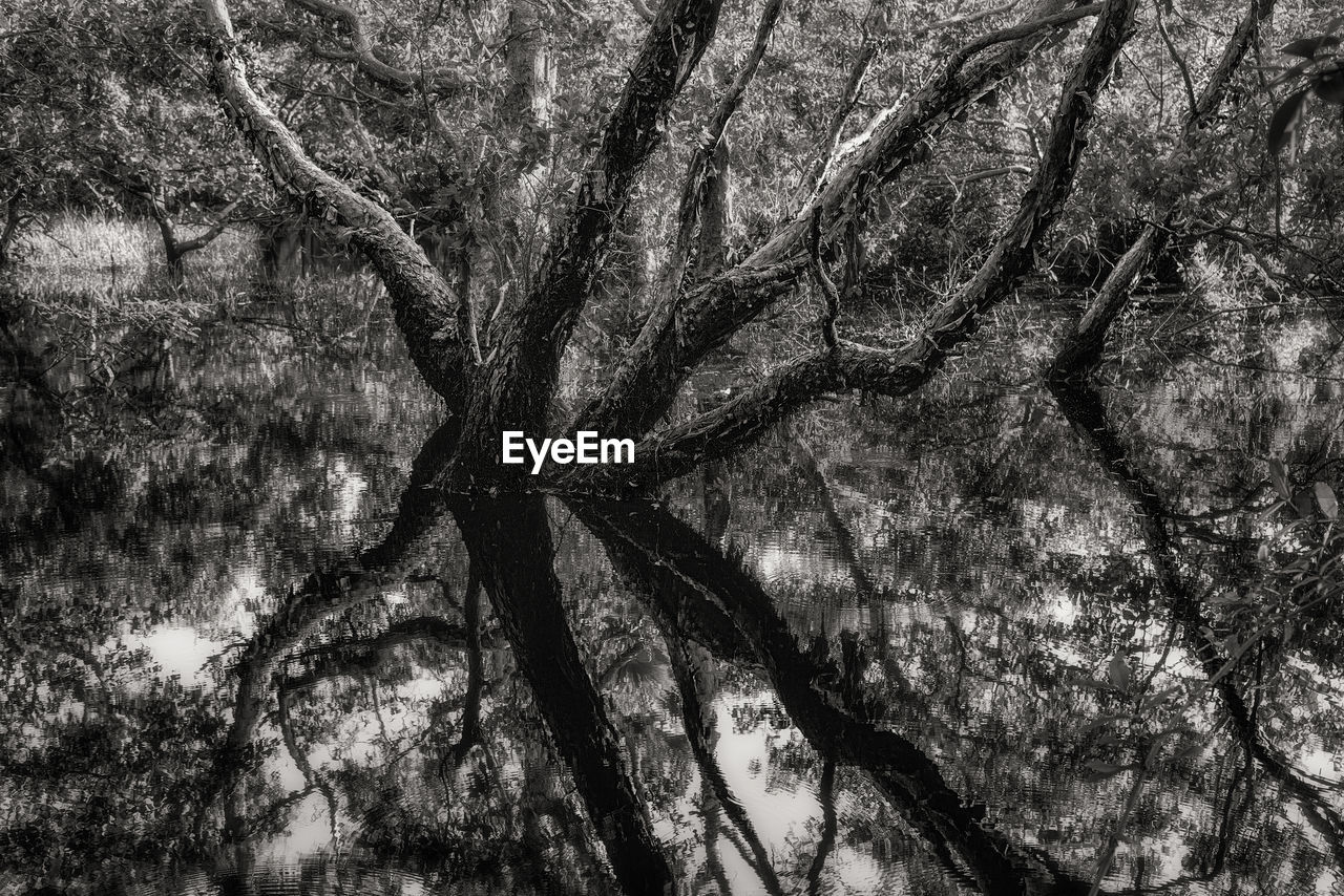 Close-up of tree trunk with reflection in forest.