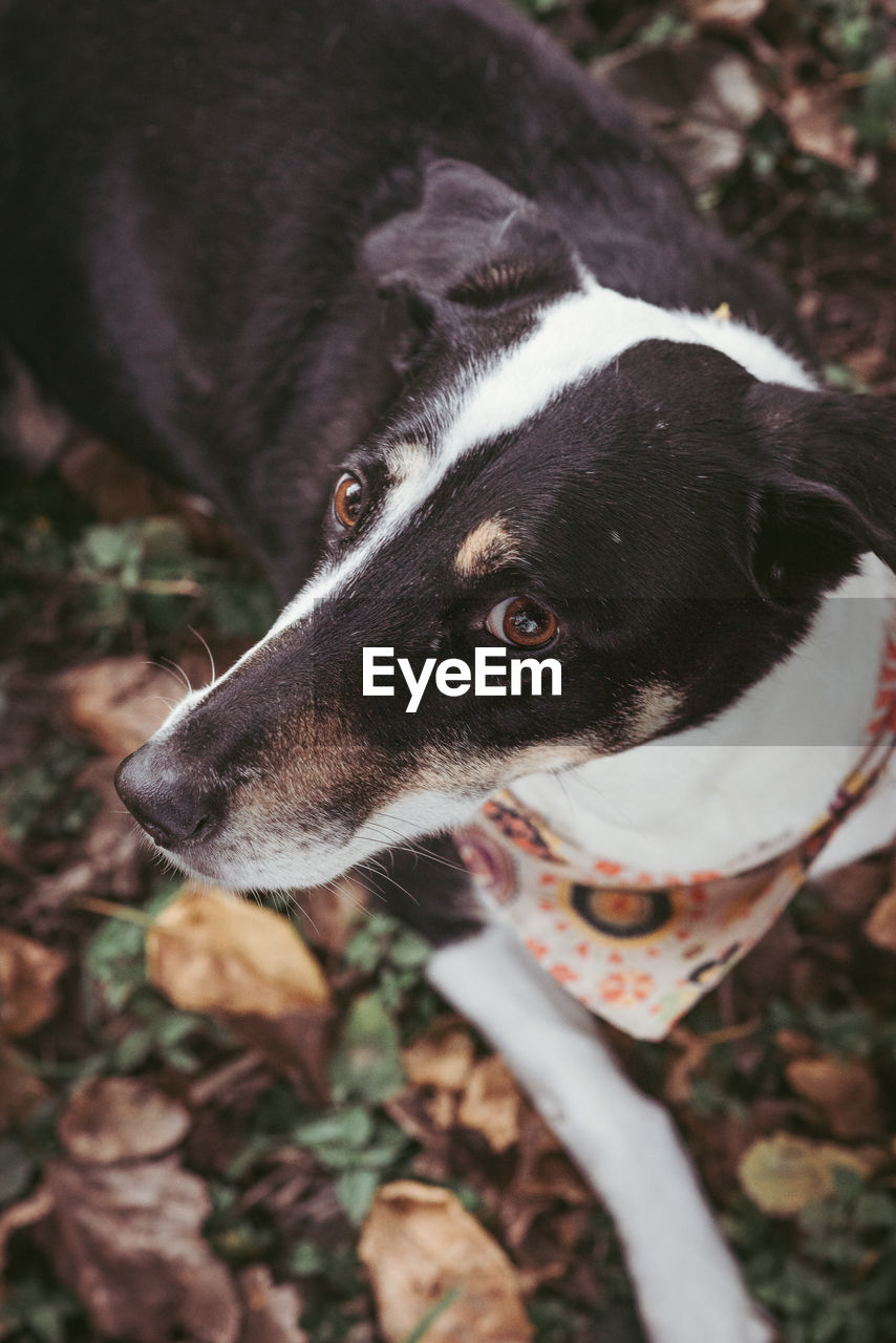 High angle portrait of a dog on park