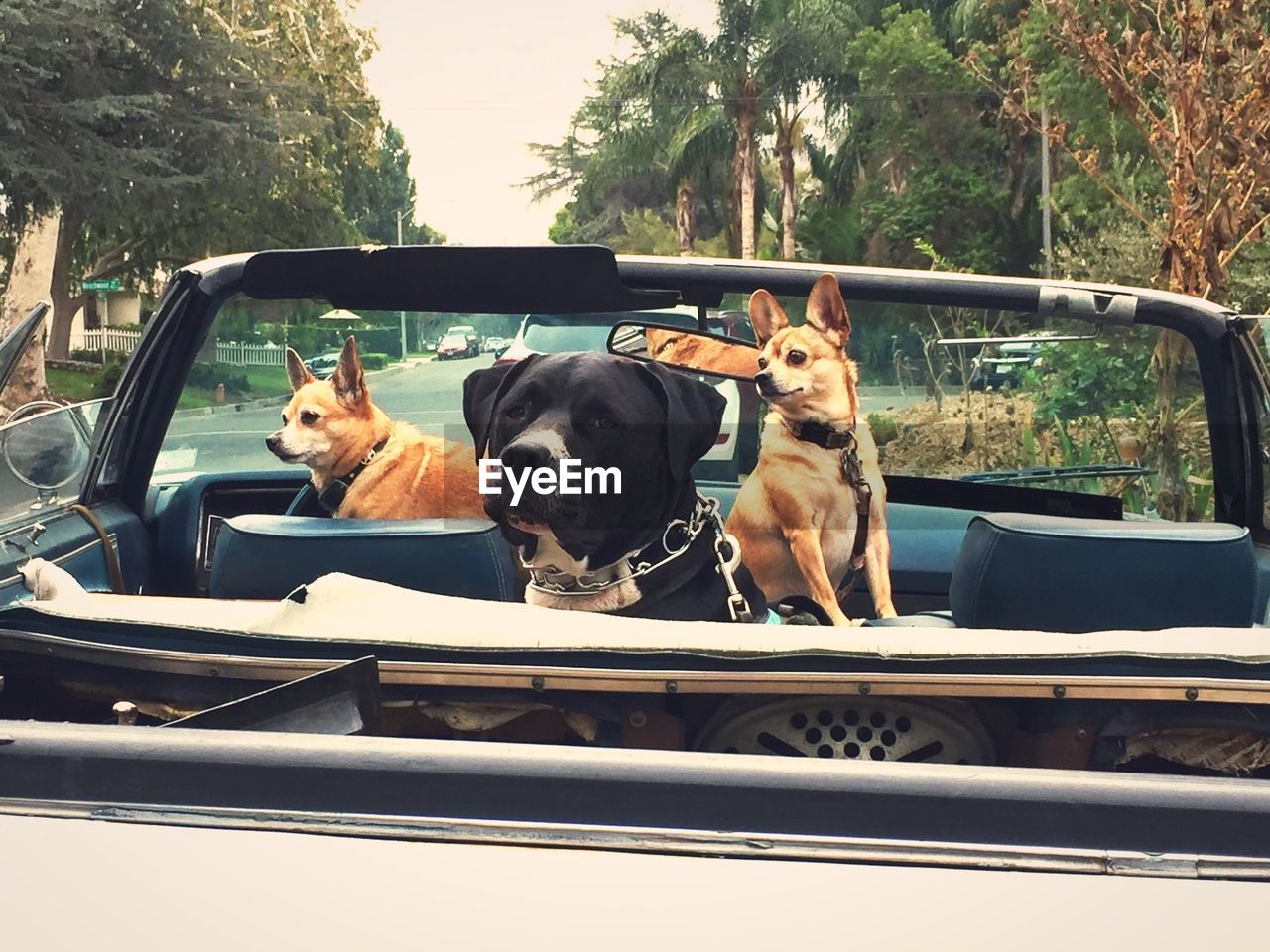 PORTRAIT OF DOG IN CAR