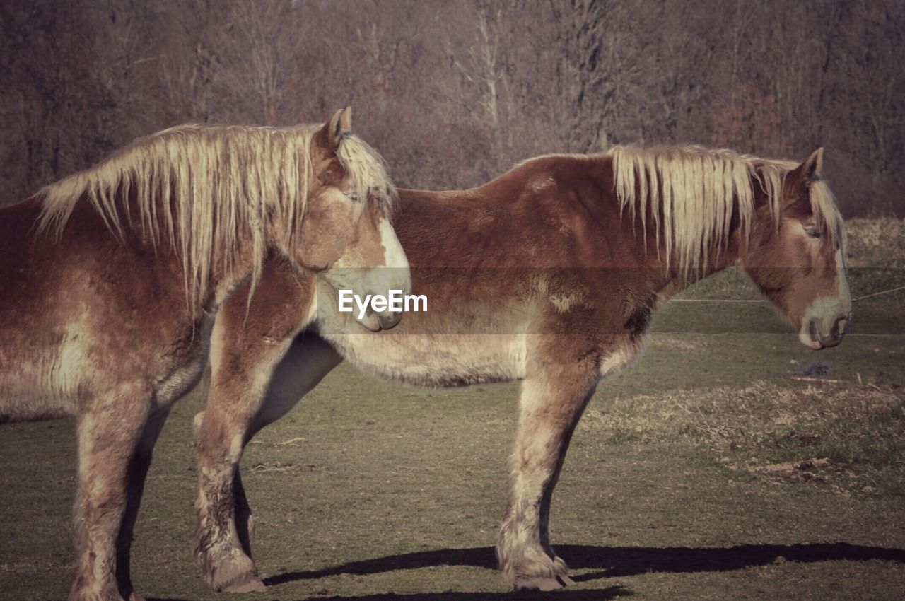 Horses standing on field against trees