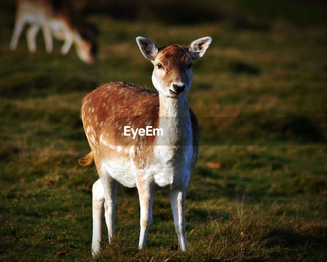 PORTRAIT OF DEER IN FIELD