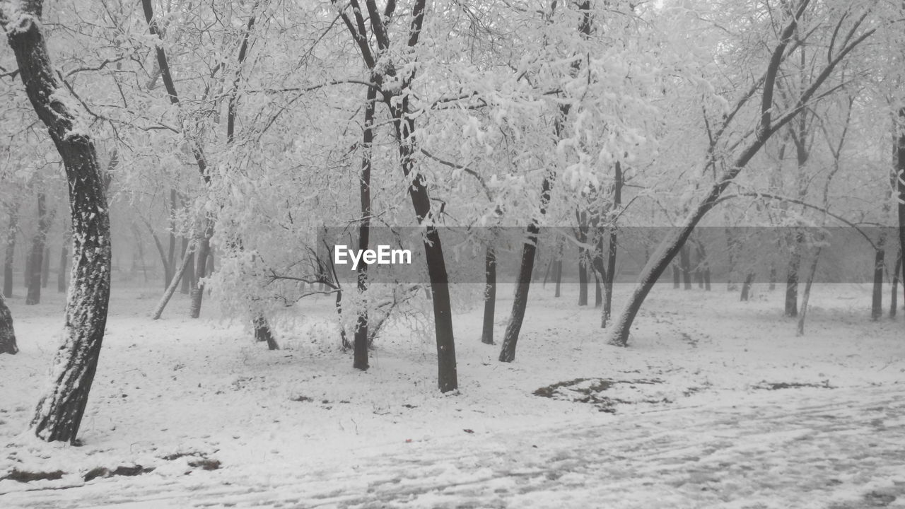 Bare trees on snow covered landscape