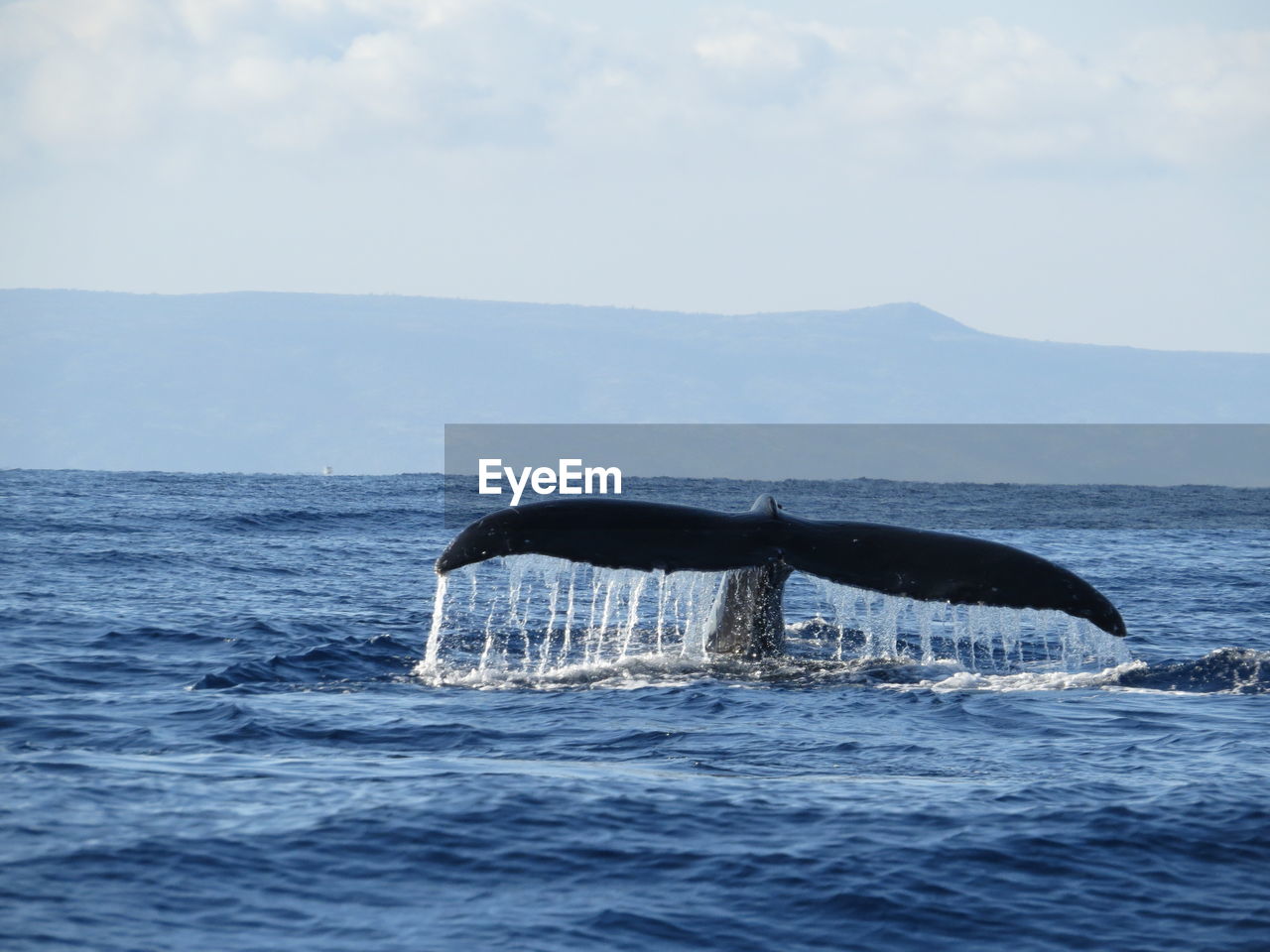 Whale tail at sea by mountain against sky
